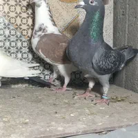 کبوتر ماده