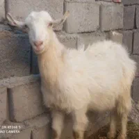 سلام ستابزآبست فروشی