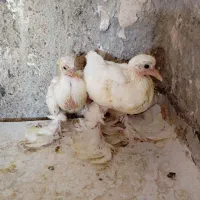 کفتر