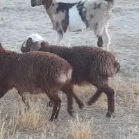 3بره نر  عربی 2ماده 5تا با هم 84اسفدن