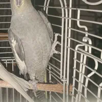 عروس هلندی