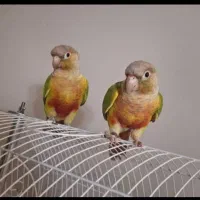 طوطی گرینچیک نرو ماده تست دار