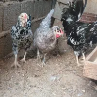 مرغ و خروس گلین لری