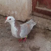 ابلغ سبز و ماده پلنگ زرد