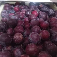 فروش مقداری آلو سیاه