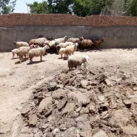 میش وبره داشتی