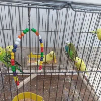 عروس هلندی و مرغ عشق
