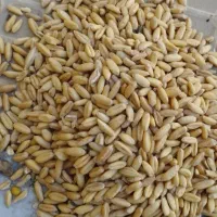 گندم دیم وابی وماشک واوره|خوردنی و آشامیدنی|داران, |دیوار