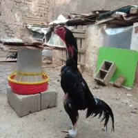 اوشامو نوچه