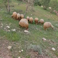 فروشی