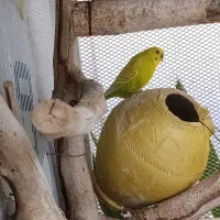 فروش دو عدد مرغ عشق جفت