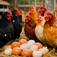 دوزرده تخم مرغ