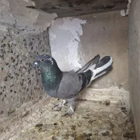 کفتر پرشی