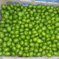 آلوچه سردرود ((بویری الچه))