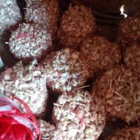 سیر‌تازه‌الشتر