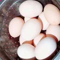 تخم مرغ محلی