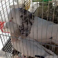 نرماده