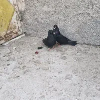کفتر نر نیم کاسه قدیم
