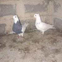 ۱۲۳۴
