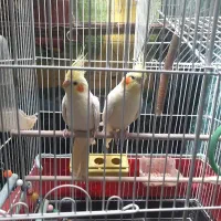 عروس هلندی