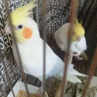 عروس