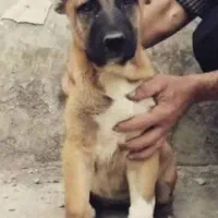 توله سگ سرابی