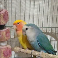 یه جفت طوطی بریزیلی خوش رنگ‌