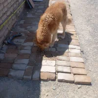 واگذاری سگ سلامت و مهربان