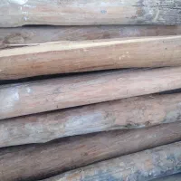 خرید چوب درخت هرنوع چوبی