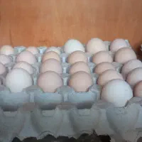 تخم مرغ