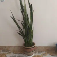 گل اپارتمانی