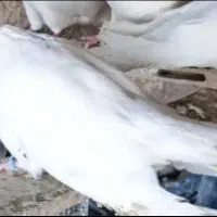 سلام یک جفت سفیدچشم زردکلاهی نوک قنارکله کشکی
