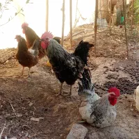 دو عدد خروس مشکی و قهوه ای سالم و زرنگ
