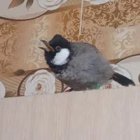 سهره|پرنده|جوکار, |دیوار