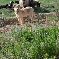 توله سرابی