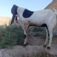 ۱راس تیشتر نر افغانی بایک راس بز  ۲راس بیگ نر