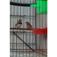 واگذاری یا معاوضه یک مجموعه کامل فنچ زبرا