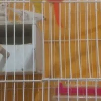 فنچ جفت با جوجه