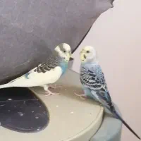 یک جفت مرغ عشق مولد کشیده