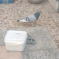 یه جفت پلاکی گمشده