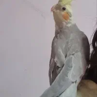 پرنده گمشده