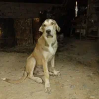 واگذاری سگ پژدر
