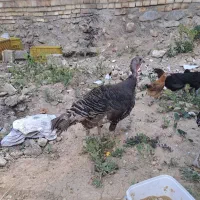 بوقلمون واسه امساله
