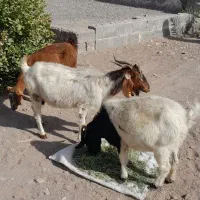 بز...