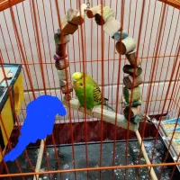 یک فنچ و مرغ عشق