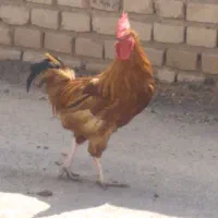خروس