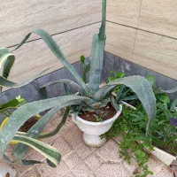 گل و کاکتوس