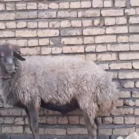 قوچ افشاری