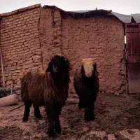 دو راس بره قوچی بختیاری
