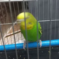 پرنده